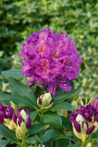 Rhododendron Hybride “Lee’s Dark Purple“ II mb 50-60 cm