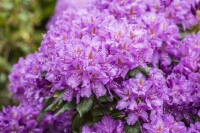 Rhododendron Hybride “Lee’s Dark Purple“ II mb 50-60 cm