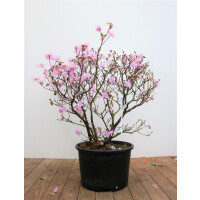 Rhododendron praecox C 20 60-70