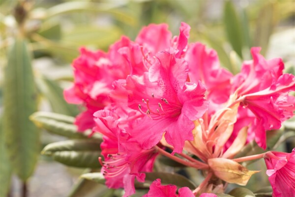 Rhododendron Hybride Weinlese 2xv mb 60-70 cm