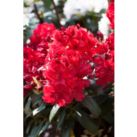 Rhododendron Hybride Erato -R- mb 50-60 cm