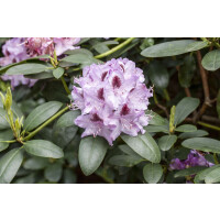 Rhododendron Hybriden Humboldt C 50-60