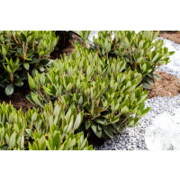 Rhododendron taliense Honigduft mB 40- 50