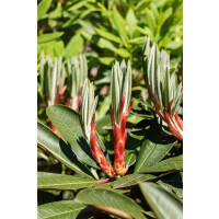 Rhododendron traillianum mB 40- 50