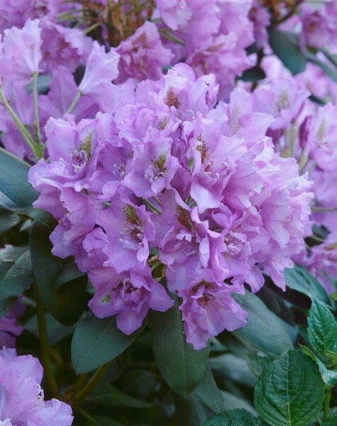 Rhododendron-Hybride Fastuosum Flore Pleno mB 50- 60