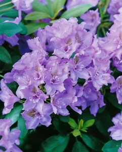 Rhododendron-Hybride Fastuosum Flore Pleno mB 50- 60