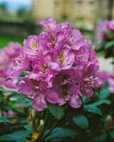 Rhododendron-Hybride Fastuosum Flore Pleno mB 50- 60