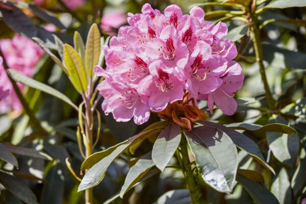 Rhododendron-Hybride Lady Annet de Trafford mB 50- 60