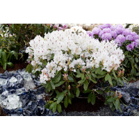 Rhododendron-Hybride Madame Masson mB 50- 60