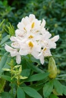 Rhododendron-Hybride Madame Masson mB 50- 60