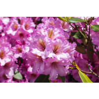 Rhododendron-Hybride Scintillation mB 50- 60
