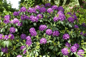 Rhododendron-Hybride Catawbiense Grandiflorum mB 60- 70