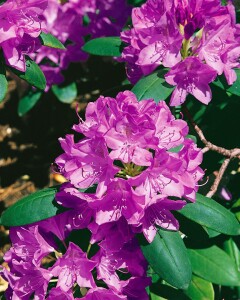 Rhododendron-Hybride Catawbiense Grandiflorum mB 60- 70