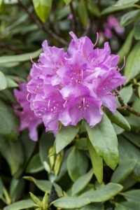 Rhododendron-Hybride Catawbiense Grandiflorum mB 60- 70