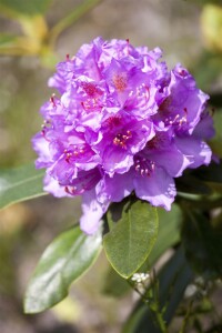 Rhododendron-Hybride Catawbiense Grandiflorum mB 60- 70