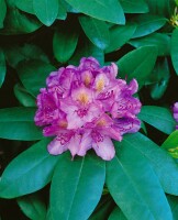 Rhododendron-Hybride Catawbiense Grandiflorum mB 60- 70