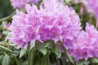 Rhododendron-Hybride Catawbiense Grandiflorum mB 60- 70