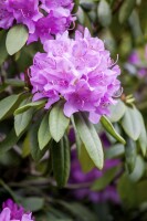 Rhododendron-Hybride Catawbiense Grandiflorum mB 60- 70