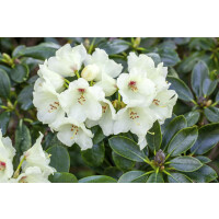 Rhododendron yakushimanum Flava C 5 Stamm 60 cm Krone 25-30