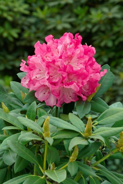 Rhododendron yakushimanum Graf Anton Günther C 5 Stamm 80cm Krone 25-30