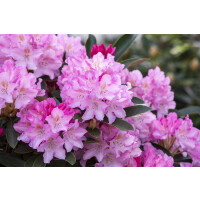 Rhododendron yakushimanum Pink Cherub C 5 Stamm 60 cm...