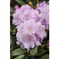 Rhododendron yakushimanum Silberwolke C 5 Stamm 60 cm...