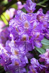 Rhododendron Hybride “Lee’s Dark Purple“ II mb 60-70 cm