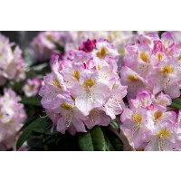 Rhododendron Hybride Brigitte mb 60-70 cm