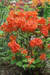 Rhododendron luteum Gibraltar C 70-80