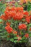 Rhododendron luteum Gibraltar C 70-80