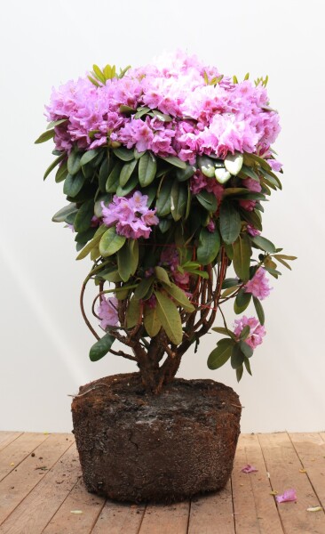 Rhododendron Hybriden Catawbiense Grandiflorum C 60-70