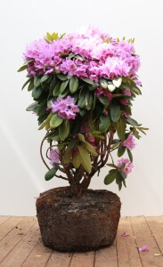 Rhododendron Hybriden Catawbiense Grandiflorum C 60-70