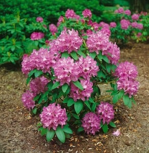 Rhododendron Hybriden Catawbiense Grandiflorum C 60-70