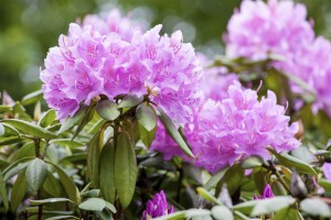 Rhododendron Hybriden Catawbiense Grandiflorum C 60-70