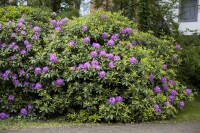 Rhododendron Hybriden Catawbiense Grandiflorum C 60-70