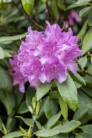 Rhododendron Hybriden Catawbiense Grandiflorum C 60-70