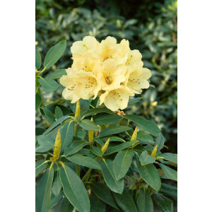 Rhododendron-Hybride Stadt Westerstede mB 60- 70