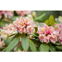 Rhododendron Hybride “Brasilia” III mb 70-80 cm