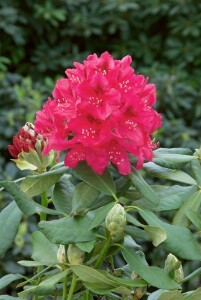 Rhododendron Hybride “Nova Zembla” II mb 70-80 cm