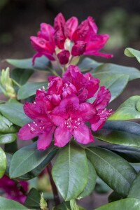 Rhododendron Hybride “Nova Zembla” II mb 70-80 cm