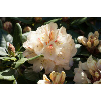 Rhododendron Hybride Gold Buckett mb 70-80 cm