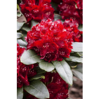 Rhododendron-Hybride Cherry Kiss -R- mB 60- 70