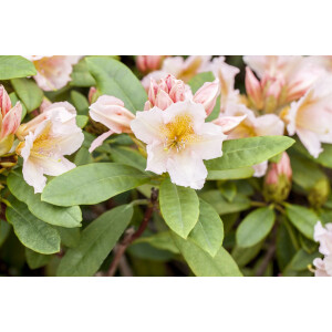 Rhododendron Hybride Belkanto -R- mb 70-80 cm