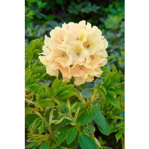 Rhododendron Hybride Belkanto -R- mb 70-80 cm