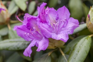 Rhododendron Hybriden Boursault C 70-80