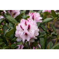 Rhododendron-Hybride Herbstfreude mB 70- 80