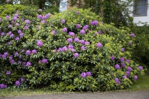 Rhododendron Hybride Catawbiense Grandiflorum mB 90-100