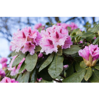 Rhododendron Hybride Holstein mB 80-90