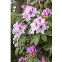 Rhododendron Hybride Progres mB 80-90