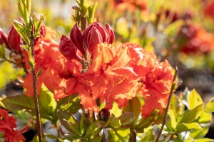 Rhododendron luteum Gibraltar 80- 100 cm